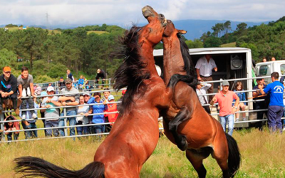 Lucha de Grañones – Rapa das Bestas (Viveiro)