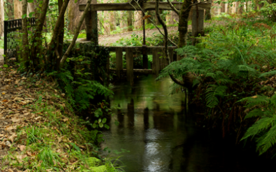 Souto da Retorta (Viveiro)